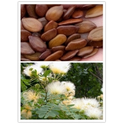 Nasiona Drzewo Akacji mix szt.5 Nxx177