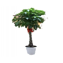 Nasiona Drzewo butelkowe szt.1 N205