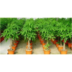 Nasiona Drzewo butelkowe pachira szt.1 Nxx205