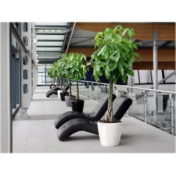 Nasiona Drzewo butelkowe pachira szt.1 Nxx205