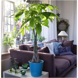 Nasiona Drzewo butelkowe pachira szt.1 Nxx205