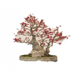 Nasiona Drzewo koral bonsai szt.10 N381