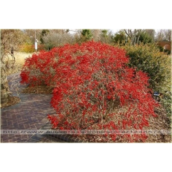 Nasiona Drzewo koral bonsai szt.10 Nxx381