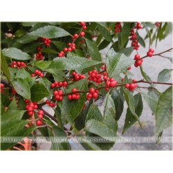 Nasiona Drzewo koral bonsai szt.10 Nxx381