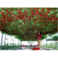 Nasiona Drzewo pomidorowe szt.5 Nxx256