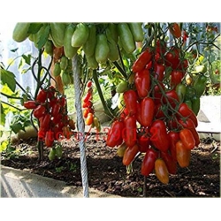 Nasiona Drzewo pomidorowe szt.5 Nxx256