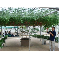 Nasiona Drzewo pomidorowe szt.5 Nxx256