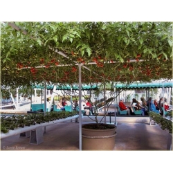 Nasiona Drzewo pomidorowe szt.5 Nxx256