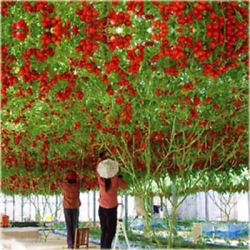 Nasiona Drzewo pomidorowe szt.5 Nxx256