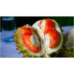 Nasiona Durian właściwy jackfrut szt.2 Nxx370