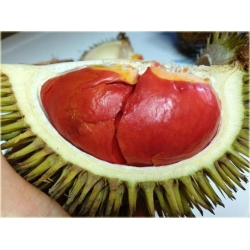 Nasiona Durian właściwy jackfrut szt.2 Nxx370