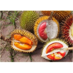 Nasiona Durian właściwy jackfrut szt.2 Nxx370