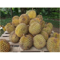 Nasiona Durian właściwy jackfrut szt.2 Nxx370