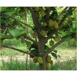 Nasiona Durian właściwy jackfrut szt.2 Nxx370