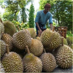 Nasiona Durian właściwy jackfrut szt.2 Nxx370