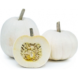 Nasiona Dynia biała Jinan z Japonii jadalna szt.5 N479