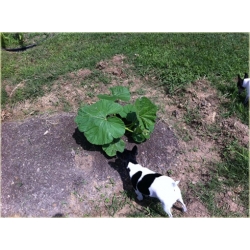 Nasiona Dynia biała Jinan z Japonii szt.5 Nxx479