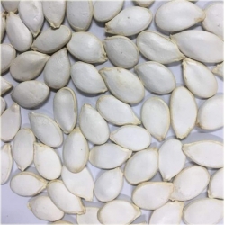 Nasiona Dynia biała Jinan z Japonii szt.5 Nxx479