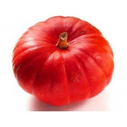 Nasiona Dynia czerwona jadalna bez GMO pumpkin szt.3 N388