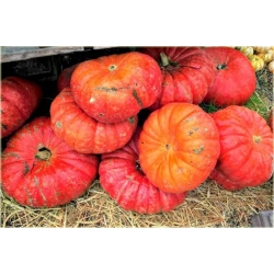 Nasiona Dynia czerwona bez GMO 3 szt. Nxx388