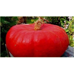 Nasiona Dynia czerwona bez GMO 3 szt. Nxx388