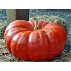 Nasiona Dynia czerwona bez GMO 3 szt. Nxx388