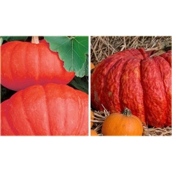 Nasiona Dynia czerwona bez GMO 3 szt. Nxx388