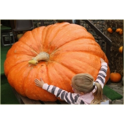 Nasiona Dynia gigant szt.3 Nxx11