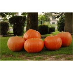 Nasiona Dynia gigant szt.3 Nxx11