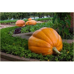 Nasiona Dynia gigant szt.3 Nxx11