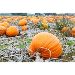 Nasiona Dynia gigant szt.3 Nxx11