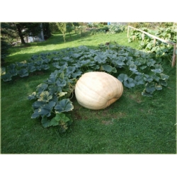 Nasiona Dynia gigant szt.3 Nxx11