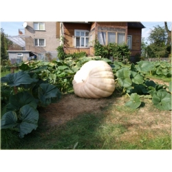 Nasiona Dynia gigant szt.3 Nxx11