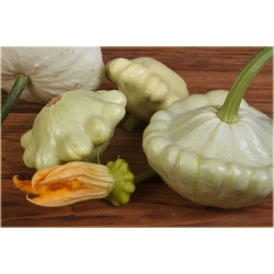 Nasiona Dynia jadalna biała szt.4 Nxx526