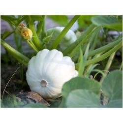 Nasiona Dynia jadalna biała szt.4 Nxx526