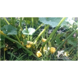 Nasiona Dynia jadalna biała szt.4 Nxx526