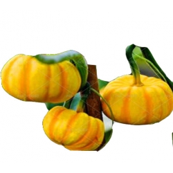 Nasiona Dynia paskowana szt.5 N40