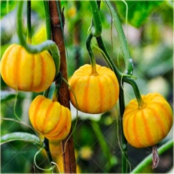 Nasiona Dynia paskowana szt.5 Nxx40