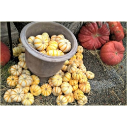 Nasiona Dynia paskowana szt.5 Nxx40