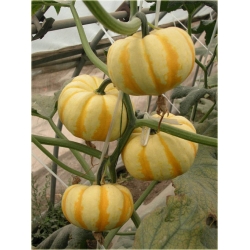 Nasiona Dynia paskowana szt.5 Nxx40
