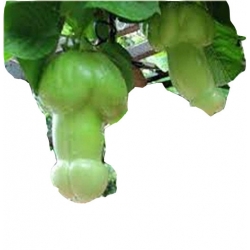 asiona Dynia penis melon jadalny zadziw znajomych niezwykłym kształtem dyni szt.4 N532