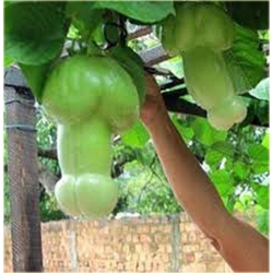 Nasiona Dynia penis melon jadalny szt.4 Nxx532