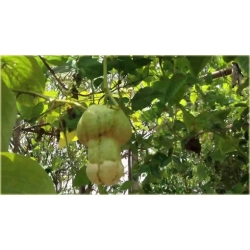 Nasiona Dynia penis melon jadalny szt.4 Nxx532