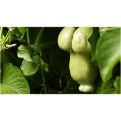 Nasiona Dynia penis melon jadalny szt.4 Nxx532