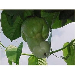 Nasiona Dynia penis melon jadalny szt.4 Nxx532