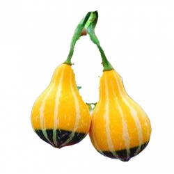 Nasiona Dynia żarówka szt.3 N430