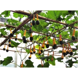 Nasiona Dynia żarówka szt.3 Nxx430