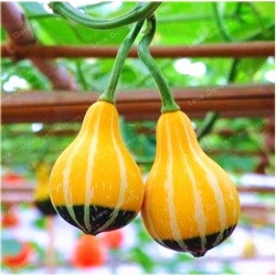 Nasiona Dynia żarówka szt.3 Nxx430