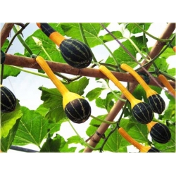 Nasiona Dynia żarówka szt.3 Nxx430