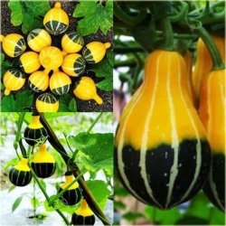 Nasiona Dynia żarówka szt.3 Nxx430